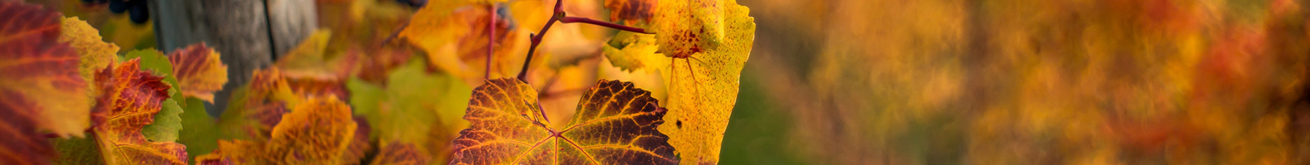 Vignoble en automne