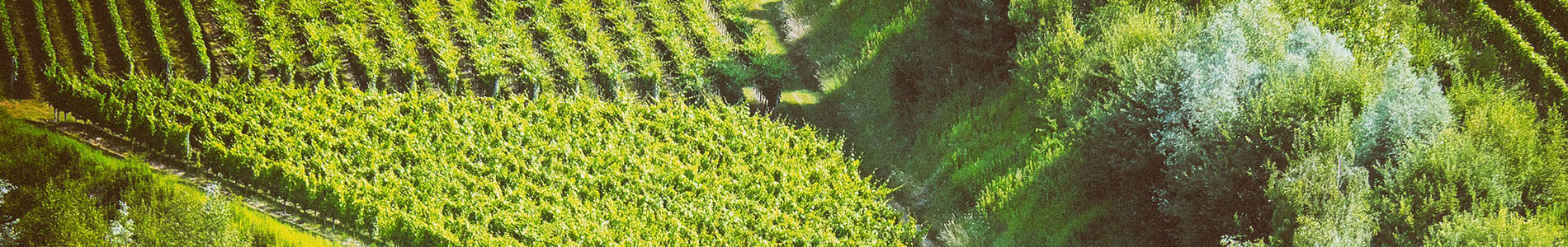 Photo d&#39;un vignoble verdoyant en vue a&#233;rienne