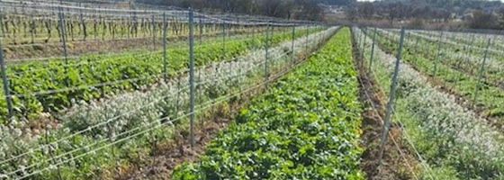 Couvert v&#233;g&#233;tal des vignes Magne