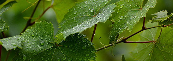 Feuilles de vigne avec gouttes d&#39;eau