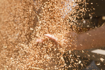 grain
