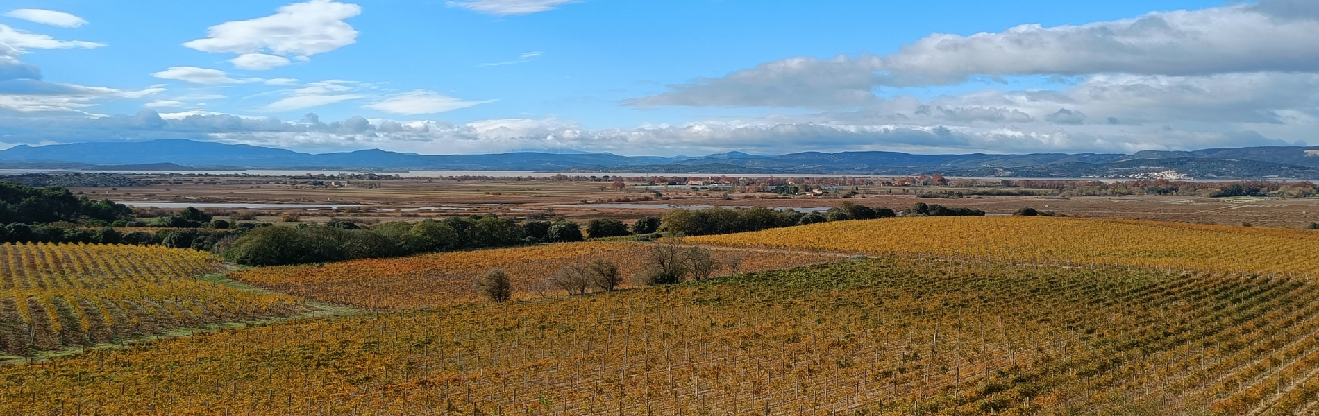 Vigne Automne Narbonne MAGNE
