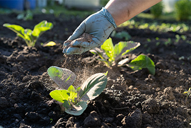 Les intrants agricoles