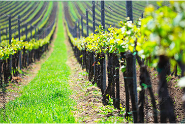 Photo d'une rangée de cep de vignes