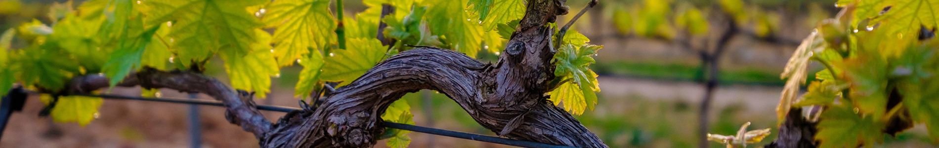 Zoom sur une vigne