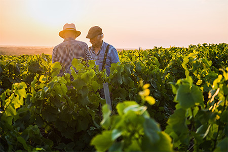 Deux agriculteurs discutant dans un champs