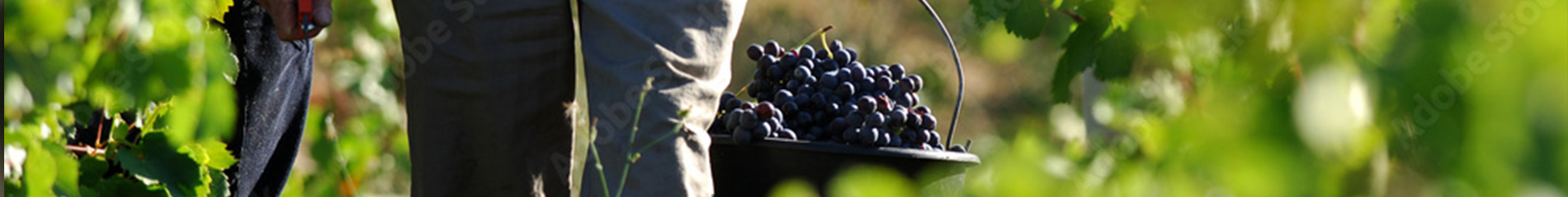 Personne faisant les vendanges